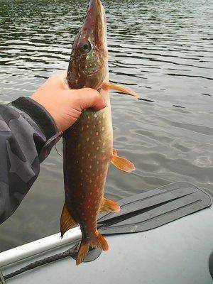 Джиг Фест Хвойная 2016 072.jpg