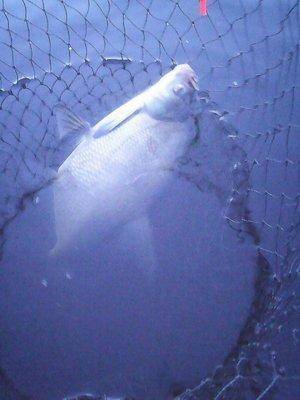 Вечерка 16 августа 2016 005.jpg