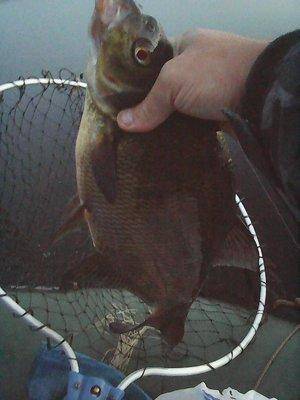 Ловля леща 20-21 августа 2016 041.jpg