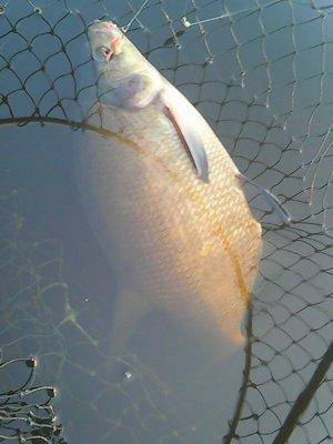 Ловля леща 20-21 августа 2016 045.jpg