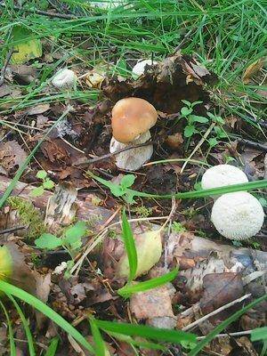 Отдых на лещах 22-23 августа 2016 001.jpg