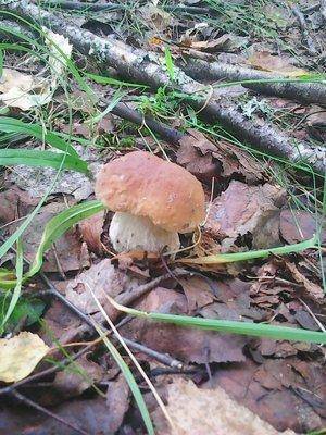 Отдых на лещах 22-23 августа 2016 003.jpg