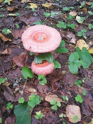 Грибы 25 августа 2016 013.jpg