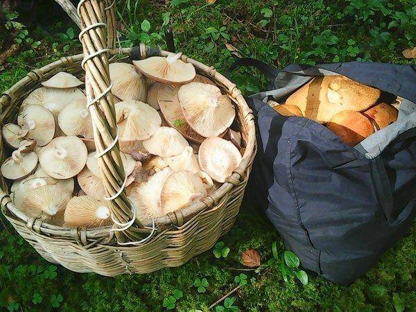 Грибы 25 августа 2016 018.jpg