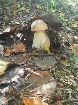 Грибы 27 августа 2016 001.jpg