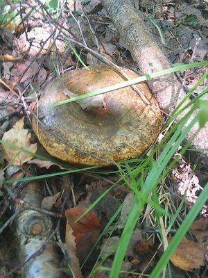 Грибы 27 августа 2016 004.jpg