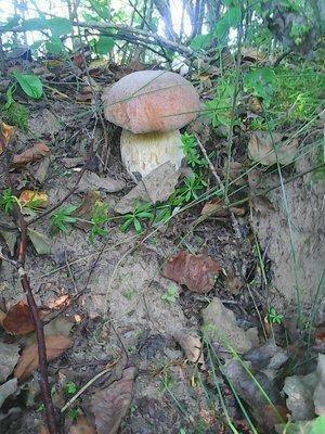 Грибы 27 августа 2016 006.jpg