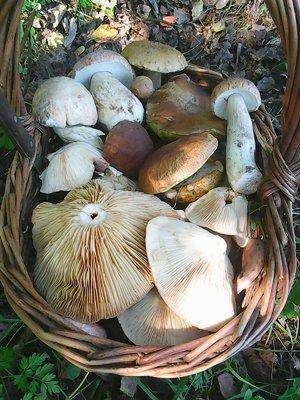 Грибы 27 августа 2016 013.jpg