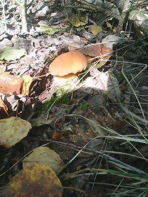 Грибы 27 августа 2016 003.jpg