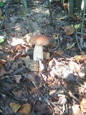 Грибы 27 августа 2016 008.jpg