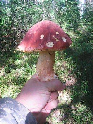 Грибы 28 августа 2016 003.jpg