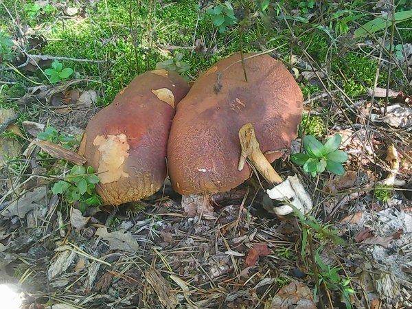 Грибы 28 августа 2016 004.jpg