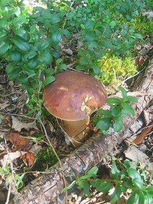 Грибы 28 августа 2016 005.jpg