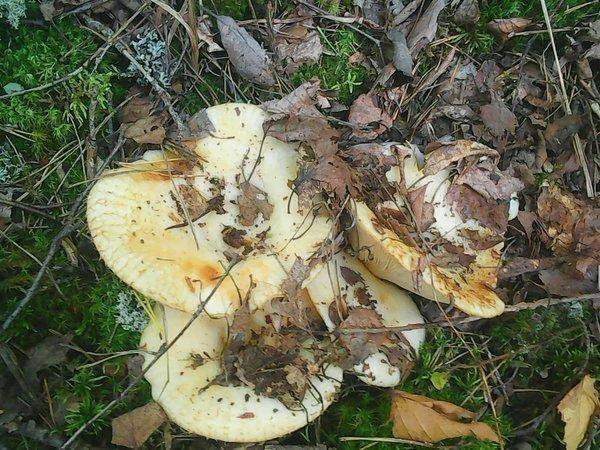 Грибы 28 августа 2016 008.jpg