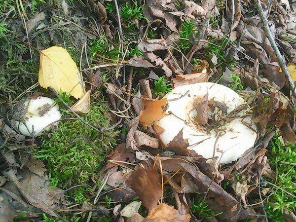 Грибы 28 августа 2016 009.jpg