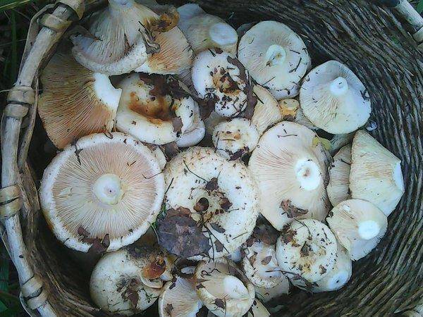 Грибы 28 августа 2016 012.jpg