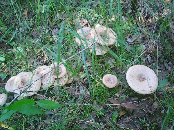 Грибы 28 августа 2016 013.jpg