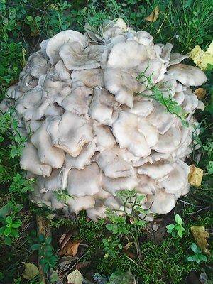 Грибы 28 августа 2016 015.jpg