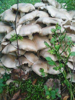 Грибы 28 августа 2016 016.jpg