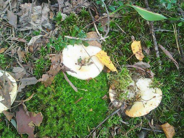 Грибы 28 августа 2016 007.jpg