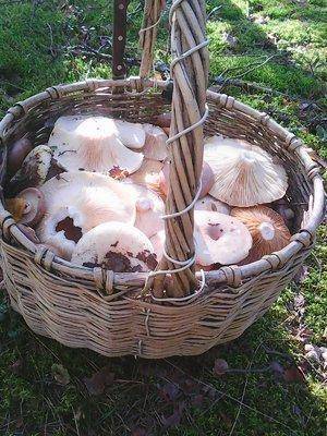 Грибы 28 августа 2016 018.jpg