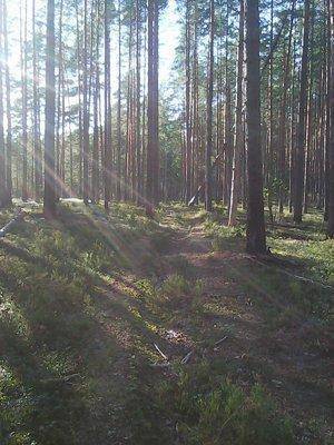 Грибы 28 августа 2016 019.jpg