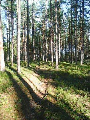 Грибы 28 августа 2016 020.jpg