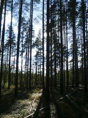 Грибы 28 августа 2016 021.jpg