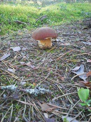 Грибы 28 августа 2016 022.jpg