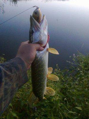 57c722e551255_4065.thumb.jpg.dbe8cd12821