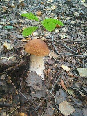 Грибы 1 сентября 2016 005.jpg