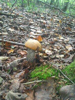 Грибы 1 сентября 2016 006.jpg