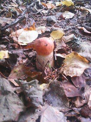 Грибы 1 сентября 2016 007.jpg