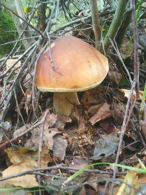 Грибы 1 сентября 2016 011.jpg