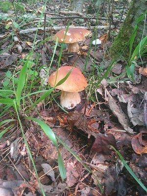 Грибы 1 сентября 2016 012.jpg