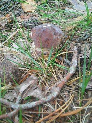 Грибы 1 сентября 2016 015.jpg