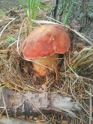 Грибы 1 сентября 2016 016.jpg