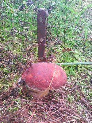 Грибы 1 сентября 2016 022.jpg