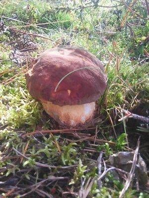 Грибы 1 сентября 2016 025.jpg