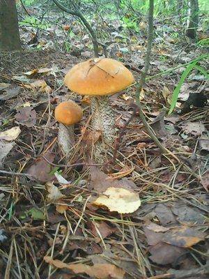 Грибы 1 сентября 2016 028.jpg