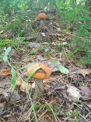 Грибы 1 сентября 2016 029.jpg