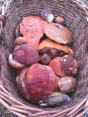 Грибы 1 сентября 2016 026.jpg