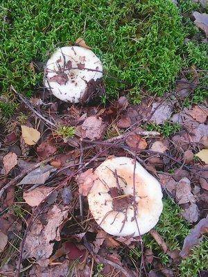 Рыбалка 3-4 сентября 2016 126.jpg