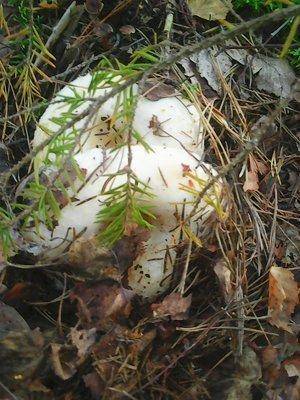 Рыбалка 3-4 сентября 2016 128.jpg