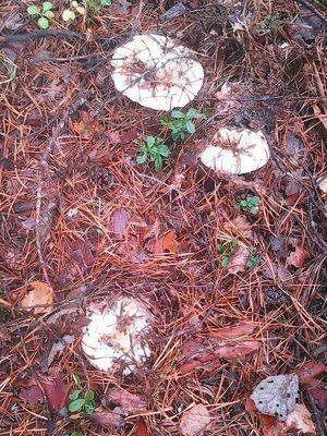 Рыбалка 3-4 сентября 2016 146.jpg