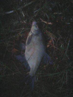 Рыбалка 3-4 сентября 2016 132.jpg