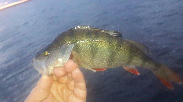 2016-09-06 19.58.11.jpg