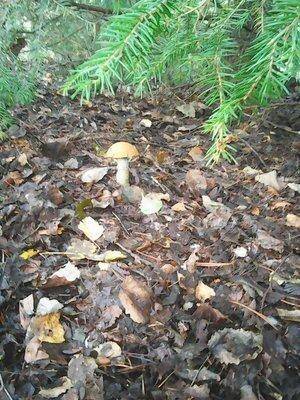 Грибы 11 сентября 2016 003.jpg