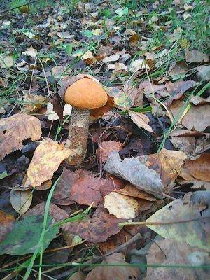 Грибы 11 сентября 2016 004.jpg