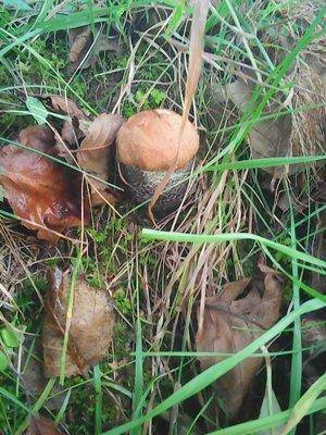 Грибы 11 сентября 2016 007.jpg